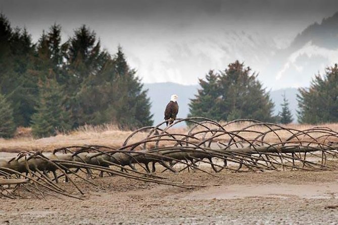 Exclusive Photography Tour Haines Departure - Highlights of the Haines Excursion