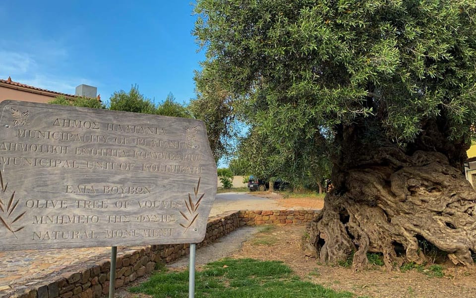 Experience Ancient Olive Tree, Olive Mill and a Wine Tasting - Exploring the Ancient Olive Tree