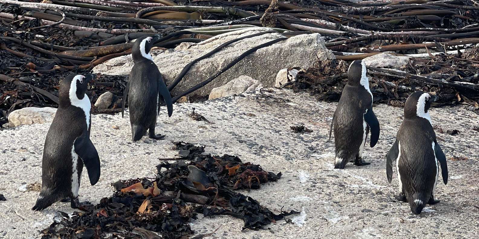 Explore Cape of Good Hope and Boulders Beach: Private Tour - Customer Feedback