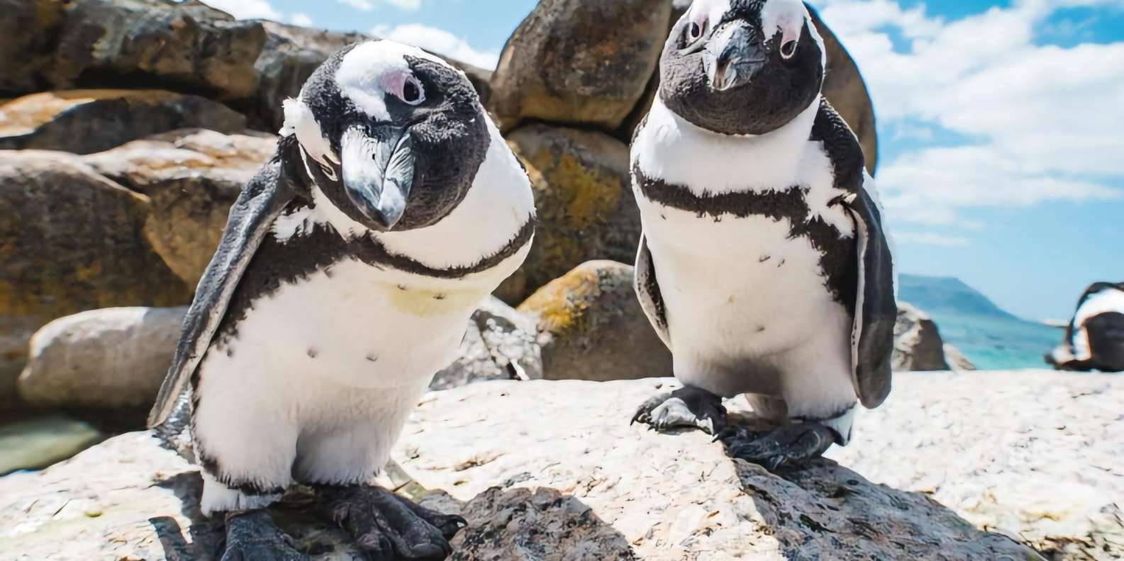 Explore: Cape of Good Hope and Penguins Full-Day Tour - Encountering Playful African Penguins