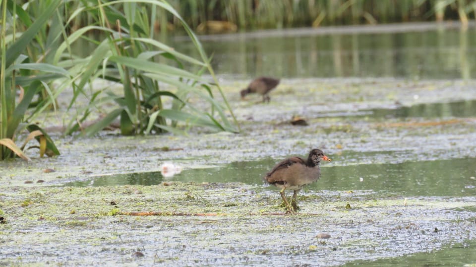 Exploring the Magic of the Danube Delta Through Photo Lenses - Cultural Experiences in the Delta