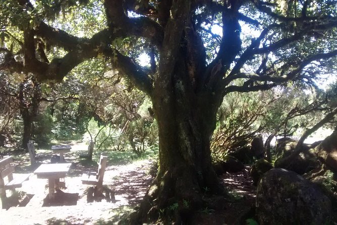 Fanal -Enchanted Forest Private Service - Nature Preservation Importance