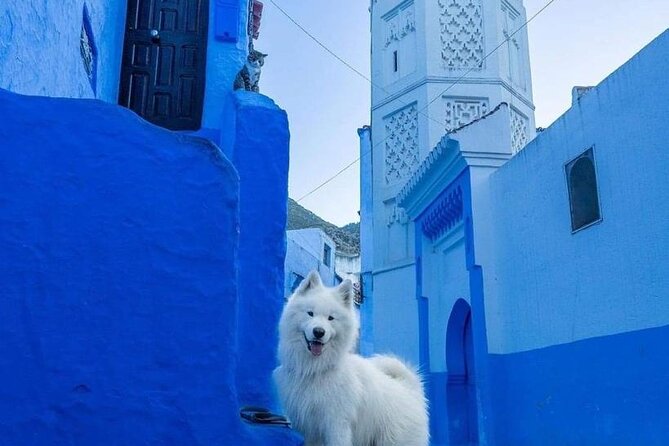 FES to Chefchaouen Day Trip- Luxury Private Tour - Booking and Logistics