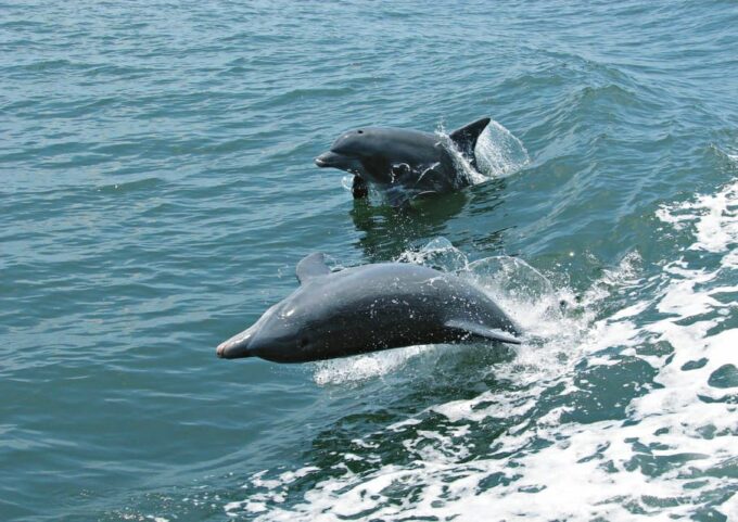 Four Day Tour in Southern Province Sri Lanka - Frequently Asked Questions