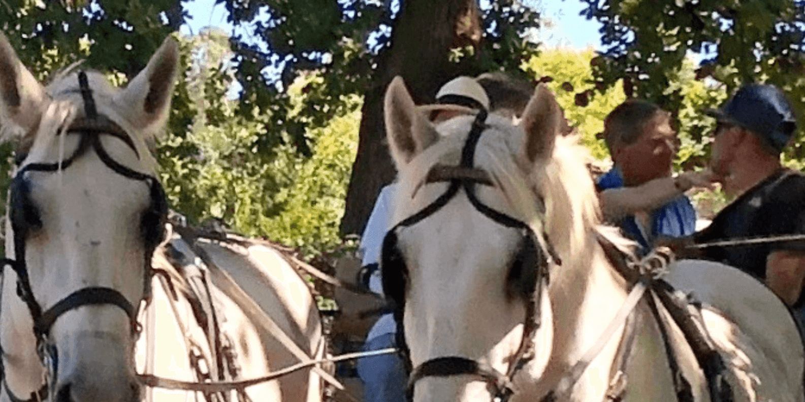 Franschhoek: Vrede En Lust Wine Estate 1H Carriage Ride - Frequently Asked Questions