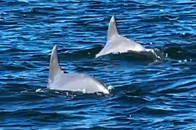 Frisky Mermaid Dolphin + Scenic Bay Sightseeing Tour - Cancellation Policy Overview