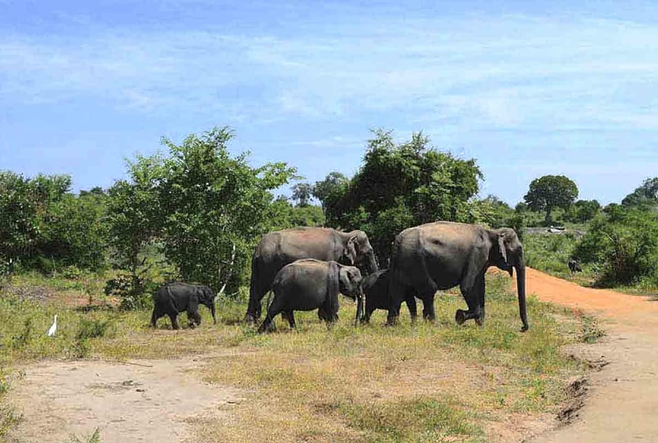 From Arugambay :- Udawalawe National Park Safari Adventure - Wildlife Spotting