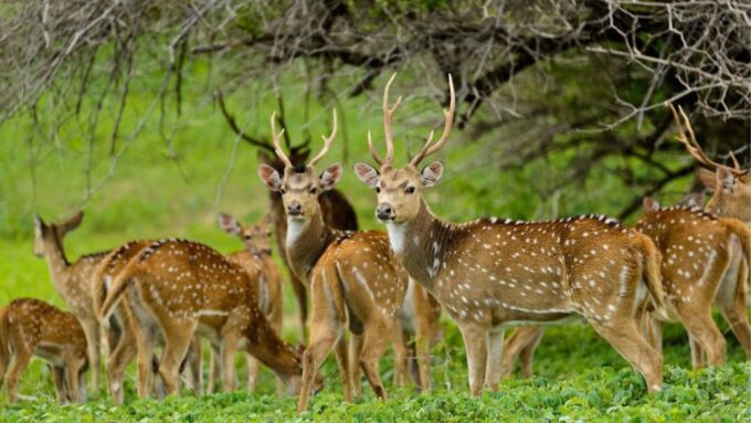 From Bentota: 2-Day Hill Country Tour - Explore the Hill Country