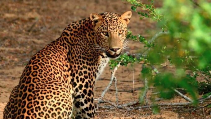 From Bentota: Full-Day Yala National Park Safari Tour - Duration and Price
