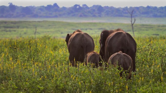 From Bentota: Udawalawa National Park Wildlife Safari - Pickup and Drop-off