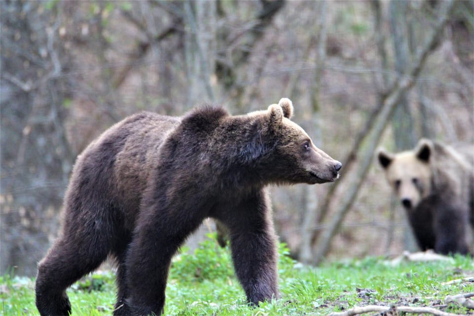 From Brasov: Brown Bear Watching in the Carpathian Mountains - What to Expect on Tour