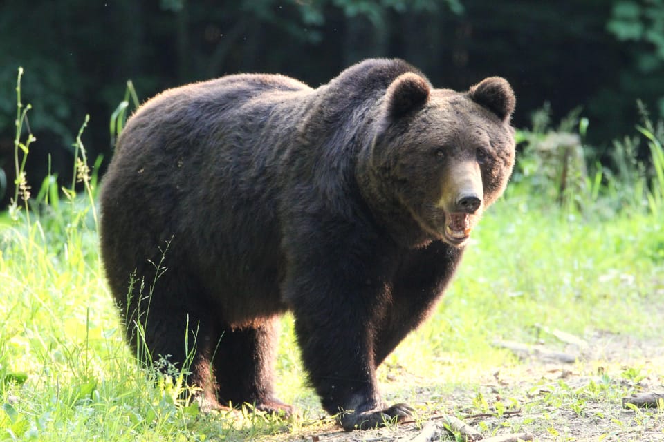 From Brasov: Brown Bear Watching in the Carpathian Mountains - What to Bring