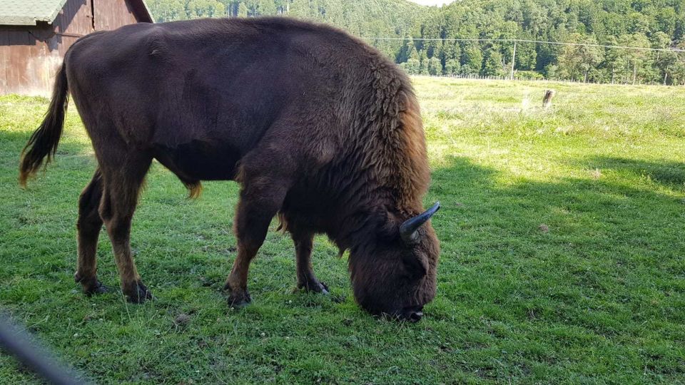 From Brasov: Day Trip to Bison Reserve & Traditional Lunch - Frequently Asked Questions