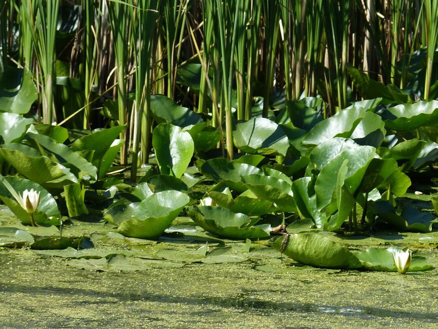 From Bucharest: 3-Day Danube Delta Birdwatching Private Tour - Cultural Immersion