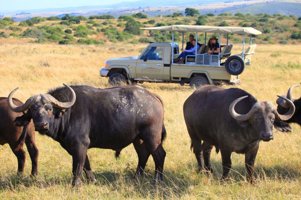 From Cape Town: 2-Day Wildlife and 4x4 Safari Experience - Wildlife and Game Drives