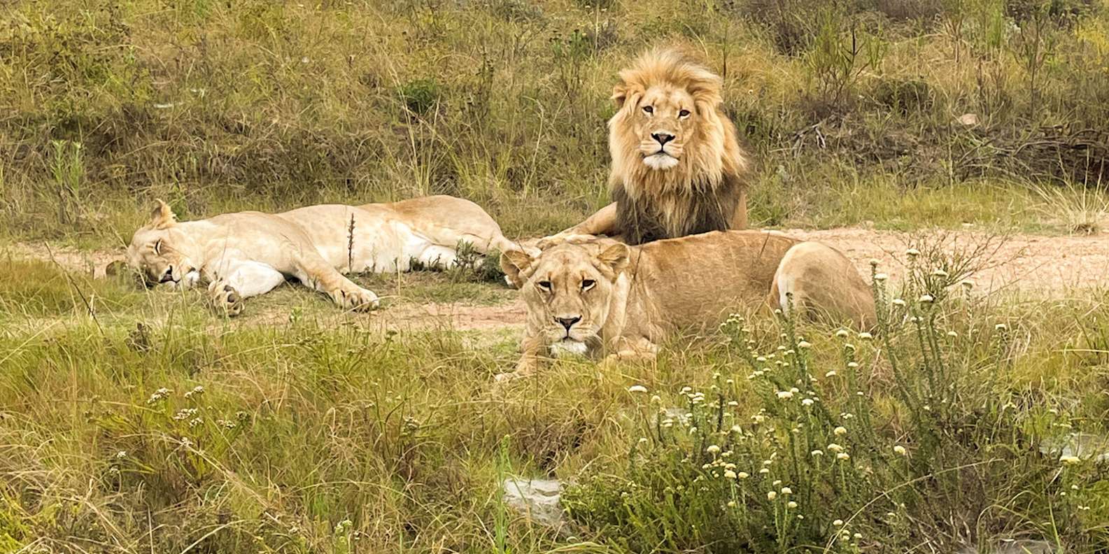 From Cape Town: South African Wildlife and Safari 2-Day Tour - Comfortable Accommodation Options