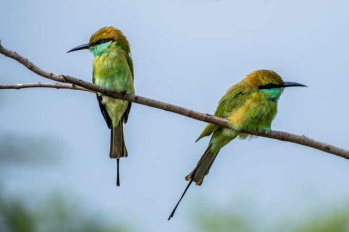 From Colombo: Minneriya / Kaudulla National Park Jeep Safari - Tour Duration and Timing