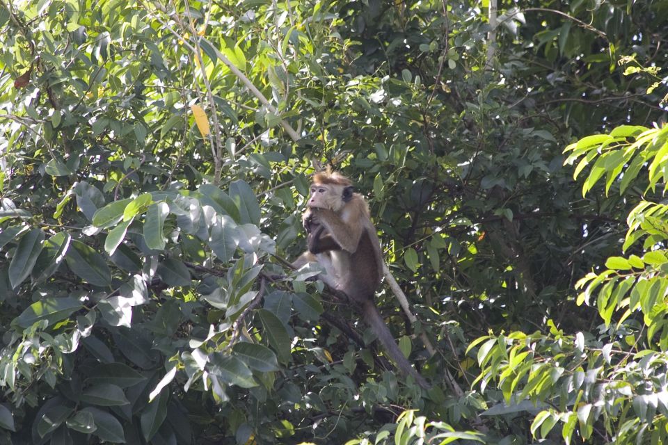 From Colombo: Negombo Lagoon (Mangrove )Boat Excursion - Important Information