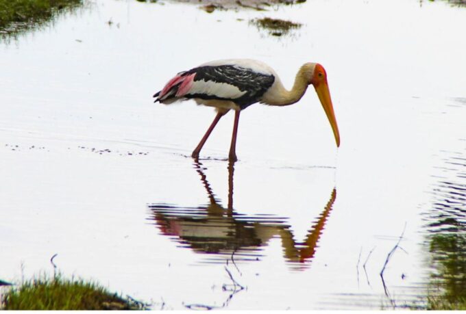 From Dambulla: Full Day Safari at Minneriya National Park - Park Entry and Regulations
