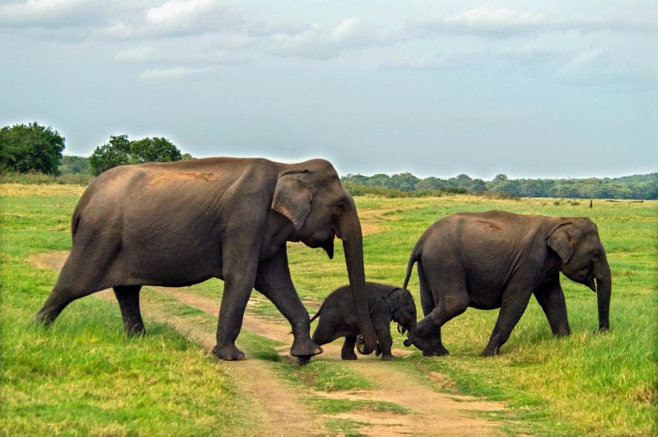 From Dambulla: Private Polonnaruwa and Minneriya Day Tour - Tour Inclusions