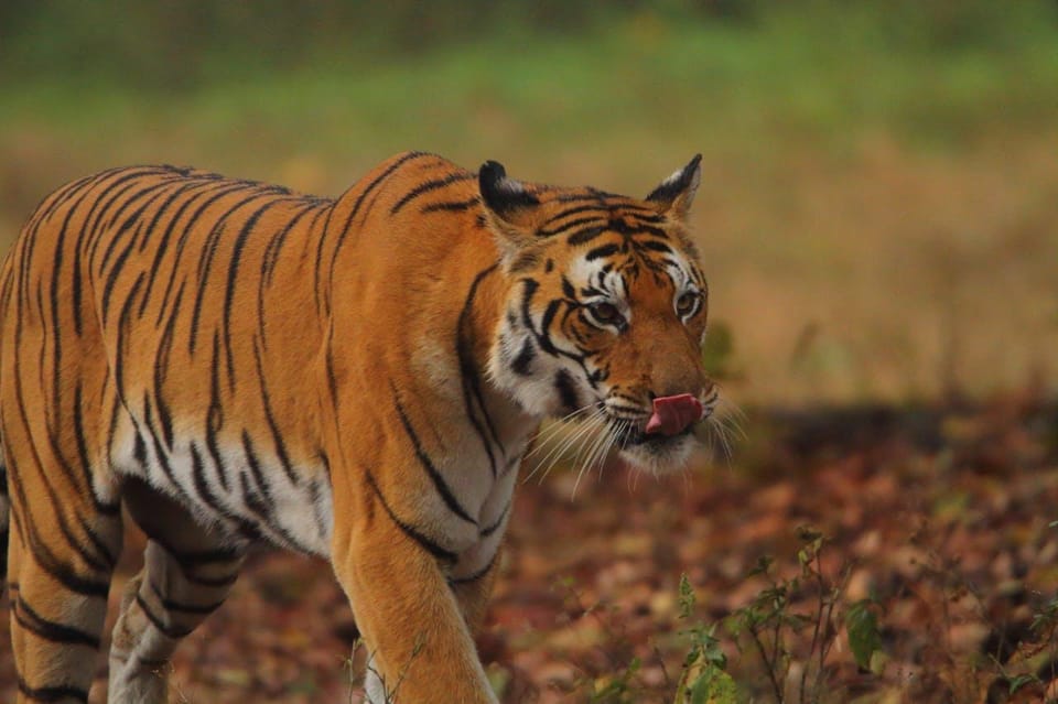 From Delhi: 3-Day Ranthambore Tiger Safari Tour - Free Cancellation and Payment