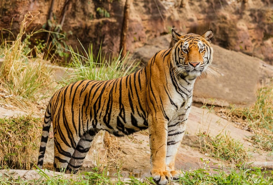 From Delhi: 4-Day Tiger Safari & Golden Triangle Tour - Flexible Booking and Cancellation