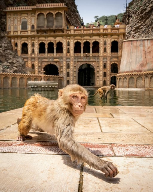 From Delhi: Jaipur Private Day Trip With Monkey Temple - Additional Tour Details