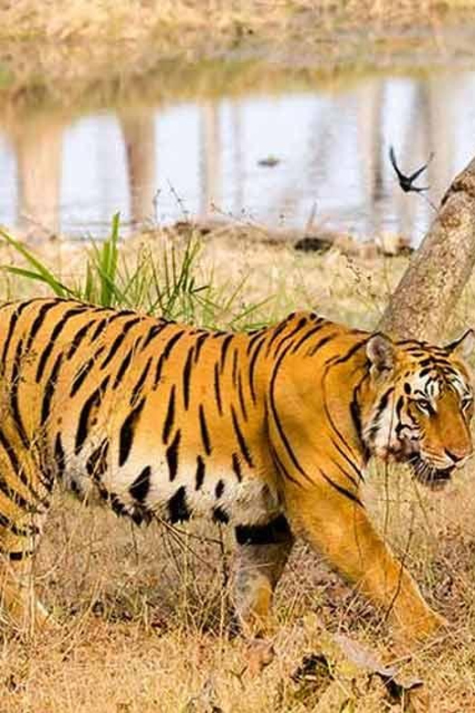 From Delhi: Tiger Safari and Golden Triangle Tour - Wildlife Encounters