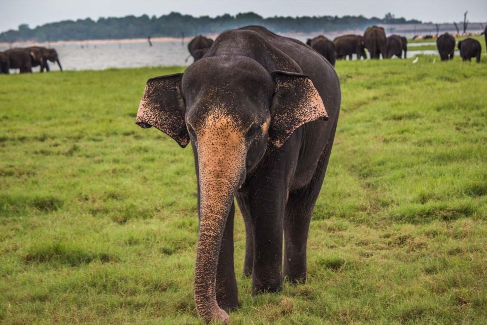 From Ella: Udawalawe Safari With Elephant Transit Home Visit - Cancellation Policy