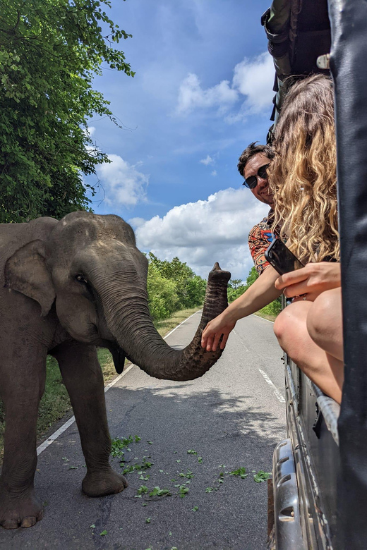 From Ella - Yala National Park Leopard Safari Tour - Transportation and Inclusions