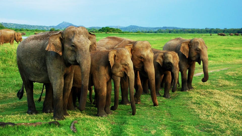 From Hambantota Port : Yala National Park Safari - Know Before You Go