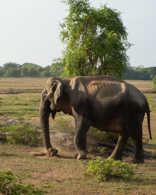 From Hikkaduwa/ Galle/ Mirissa - Yala National Park Safari - Safari Duration