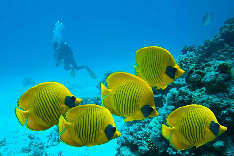 From Hurghada: 4-Hour Snorkeling Trip at 2 Sites With Lunch - Booking Information