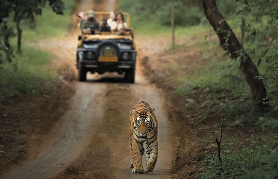 From Jaipur: Ranthambore Tiger National Park Tour (02 Days) - Exclusions and Fees