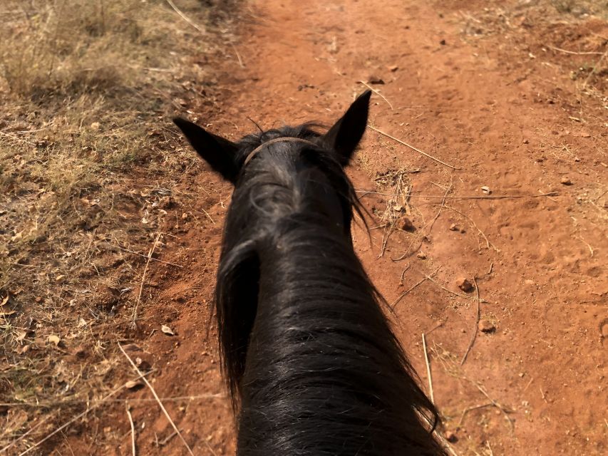 From Johannesburg: Horse-Riding Safari and Cable Car Tour - Scenic Mountain Views