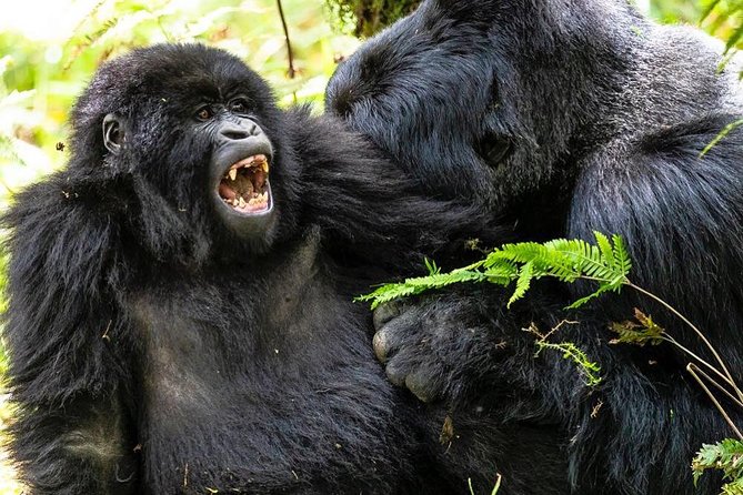 From Kigali: 10 Hour Day-Trip Rwanda Gorilla Trekking With Lunch - Exploring Rwandan Culture