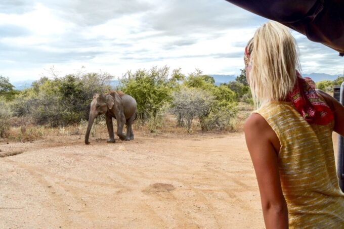 From Negombo: Udawalawa National Park Wildlife Safari - Safari Jeep and Transportation