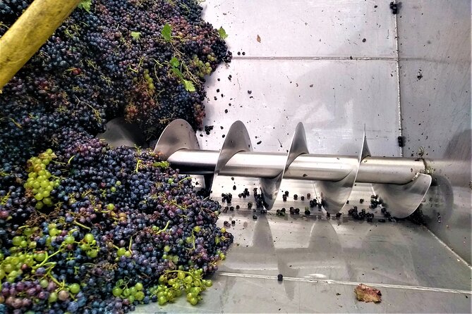 From Padua: Olive Oil & Wine in the Euganean Hills - Cancellation and Refund Policy