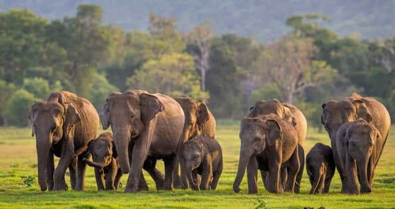 From Sigiriya: Minneriya National Park Elephant Safari - Photography Opportunities