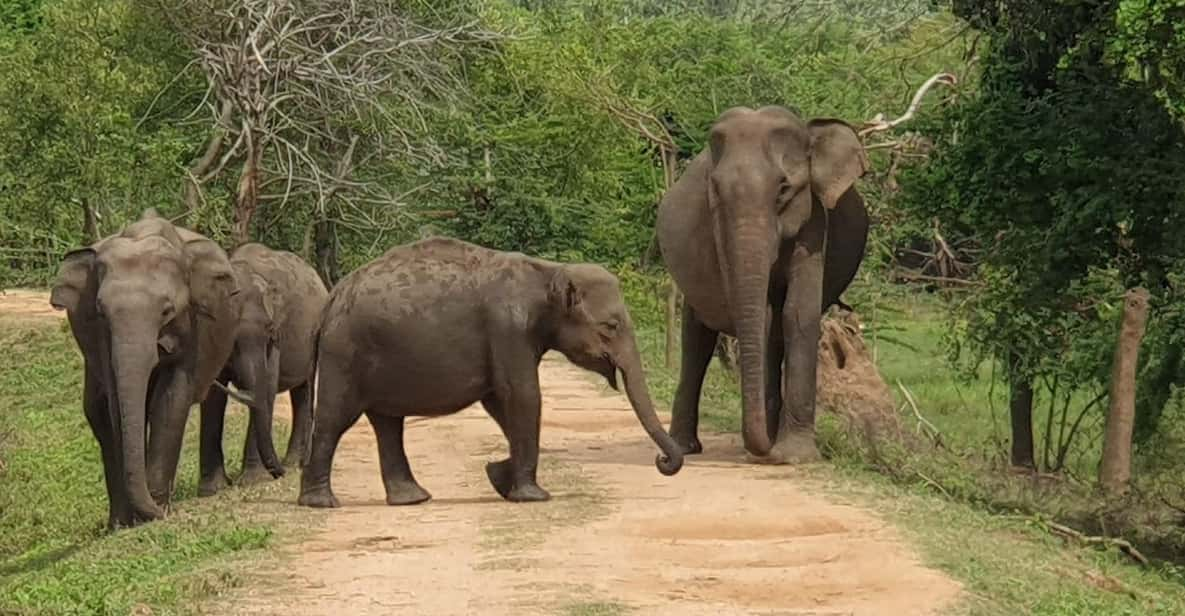 From Udawalawa - Udawalawa National Park Safari Tour - Frequently Asked Questions