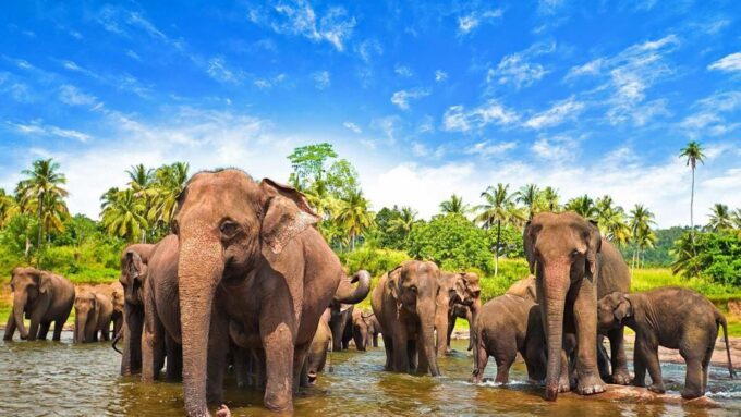 From Udawalawe :-National Park Thrilling Half-Day Safari - Wildlife Sightings and Encounters