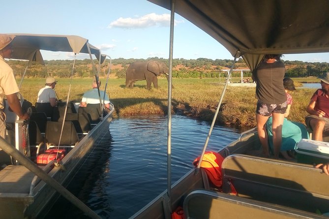 From Victoria Falls: Chobe National Park Small Group Tour - What to Expect