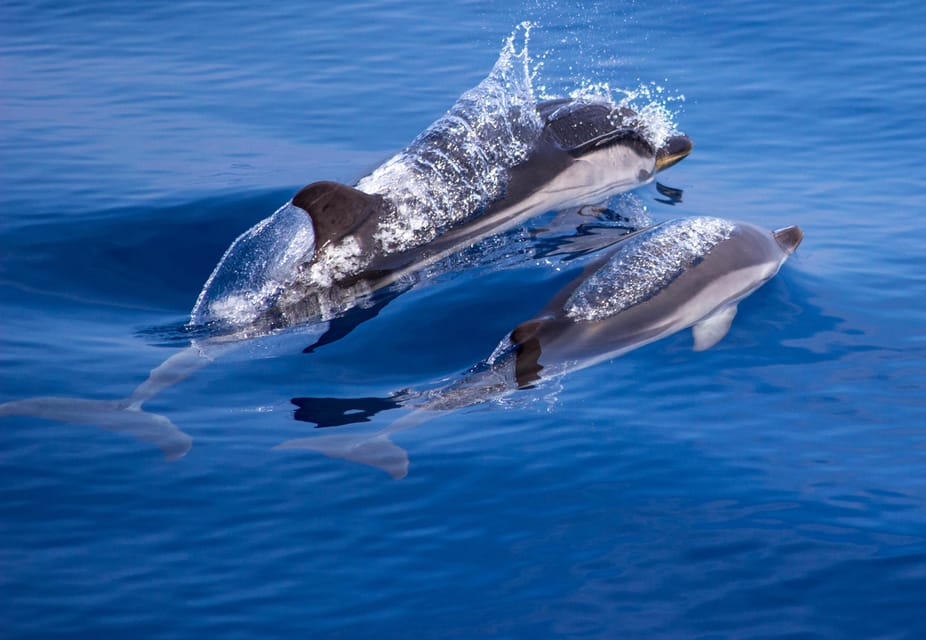 From Villefranche-sur-Mer: Guided Dolphin-Watching Tour - Frequently Asked Questions