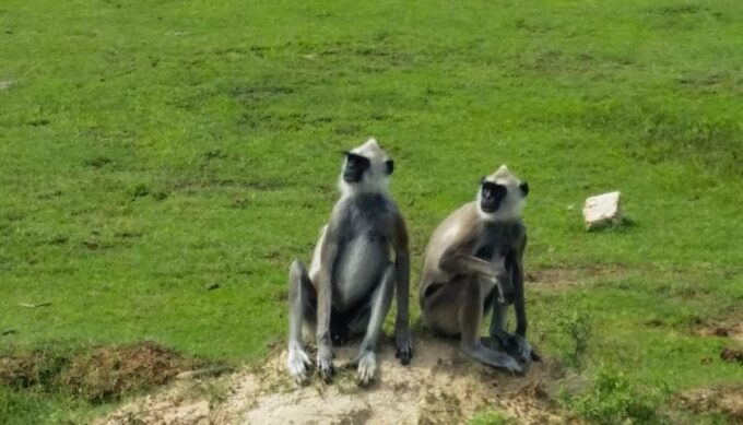 From:Galle/Mirissa/Bentota Transfer to Ella With Yala Safari - Safari Highlights