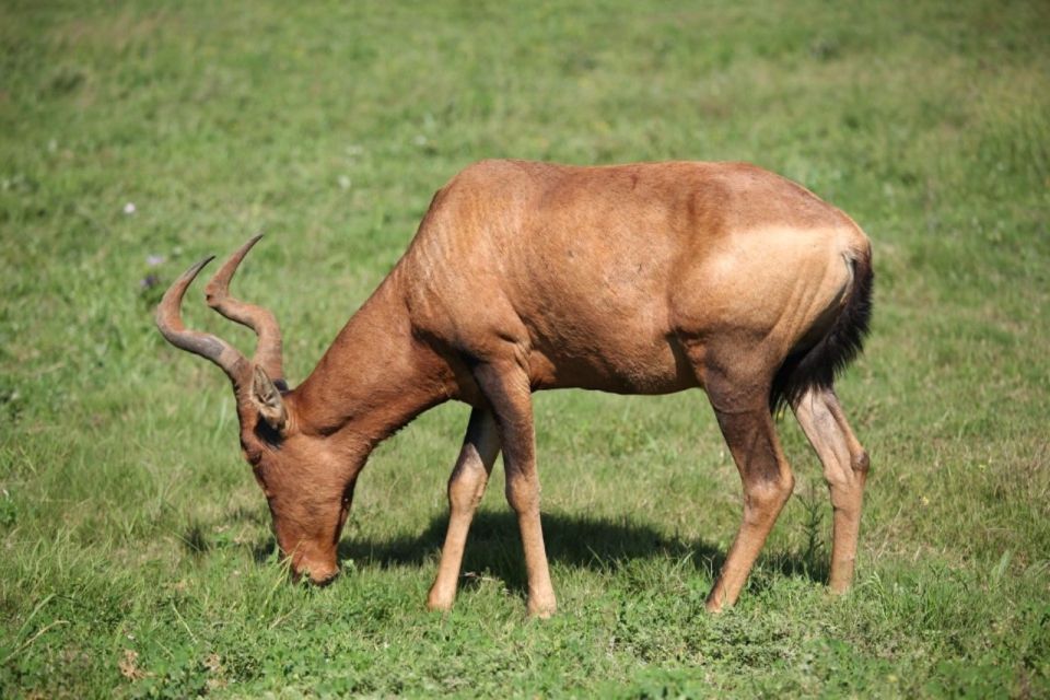 Full-Day All Inclusive Safari With Traditional Braai Lunch - Customer Feedback