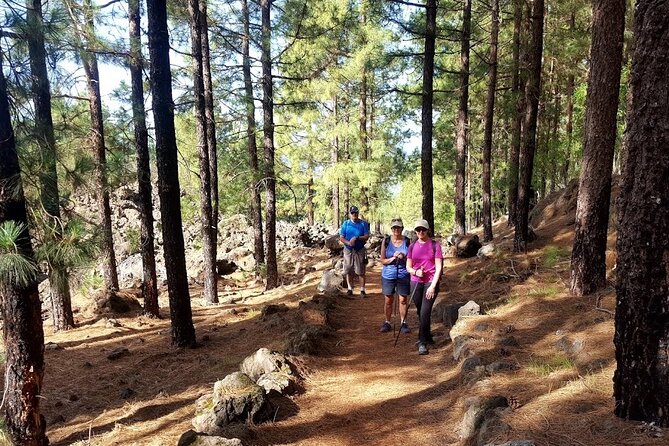 Full-Day Almond Blossom Trail in Tenerife - Highlights From Traveler Reviews