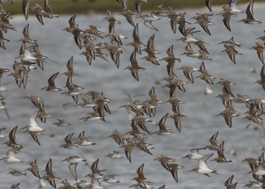 Full Day Birding - Birding in the New Forest