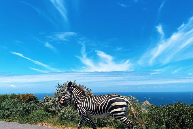 Full Day Cape Peninsula Tour in Private Car - Accessibility Details