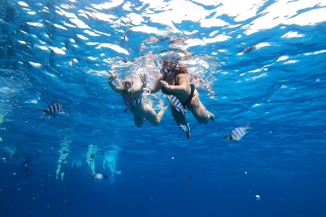 Full-day Dolphin House And Swim With Dolphin - Cancellation Policy