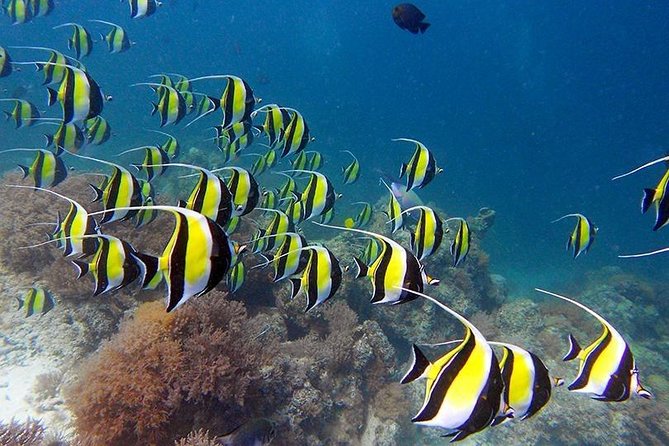 Full Day Group Tour To Mnemba Island For Snorkeling Activities - Exploring Mnemba Islands Beauty